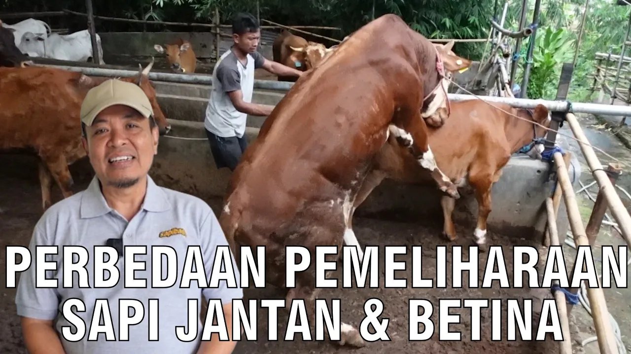 
                                 Perbedaan-Pemeliharaan-Sapi-Jantan-Dan-Betina